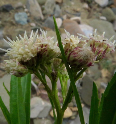 iNaturalist observation photo of mule fat