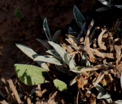 Helichrysum swynnertonii