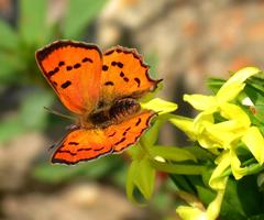 Chrysoritis natalensis