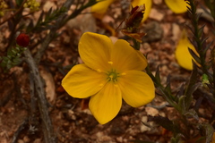 Linum macraei