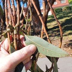 Eucalyptus fastigata