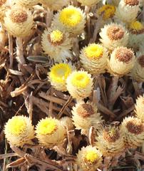 Helichrysum swynnertonii