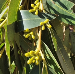 Eucalyptus fastigata