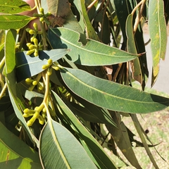Eucalyptus fastigata