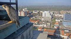 Falco peregrinus anatum