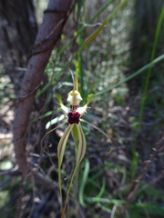 Caladenia atrovespa