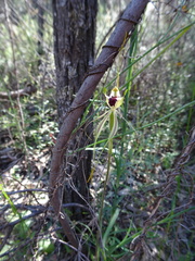 Caladenia atrovespa