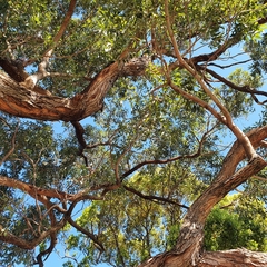 Eucalyptus fastigata