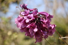 Jacaranda caroba