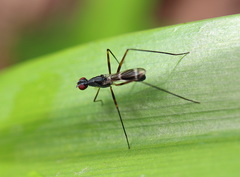 Metopochetus aequalis