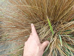 Carex testacea