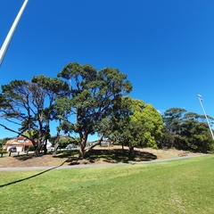 Eucalyptus fastigata