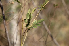 Jacaranda caroba