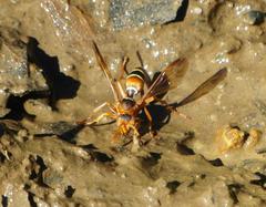 Polistes marginalis