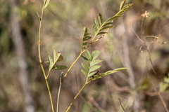 Jacaranda caroba