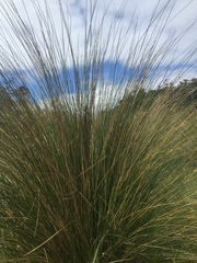 Austrostipa stipoides