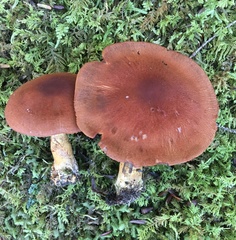 Cortinarius phoeniceus
