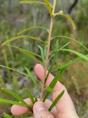 Astrotricha asperifolia