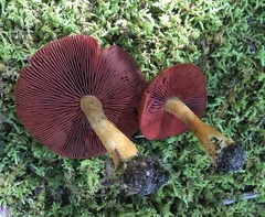 Cortinarius phoeniceus