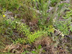 Astrotricha asperifolia