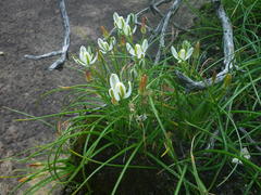 Albuca fastigiata