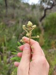 Astrotricha asperifolia