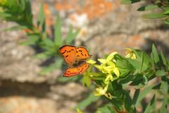 Lasiosiphon triplinervis