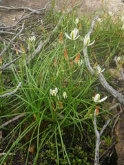 Albuca fastigiata