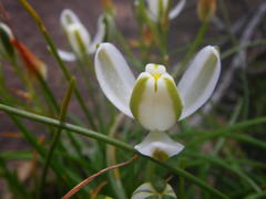 Albuca fastigiata