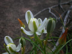 Albuca fastigiata