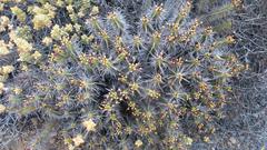 Euphorbia heptagona