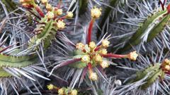 Euphorbia heptagona