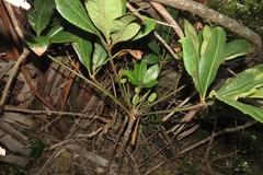 Cussonia