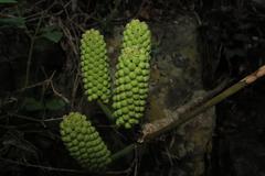 Cussonia