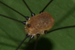 Leiobunum aldrichi