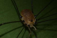 Leiobunum aldrichi