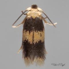 Stigmella nigriverticella
