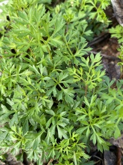 Xanthosia dissecta