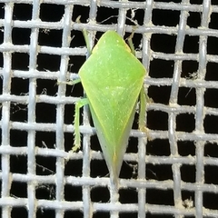 Proranus