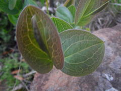 Afroaster perfoliatus