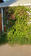 Bougainvillea