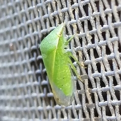 Proranus