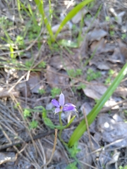 Tecophilaea