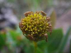 Afroaster perfoliatus