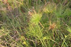 Cyperus prolifer