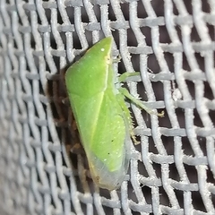Proranus