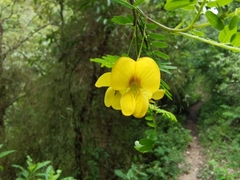 Diphysa carthagenensis