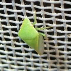 Proranus