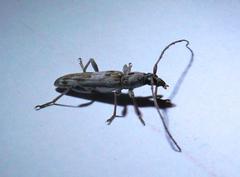 Graciliderolus parvus