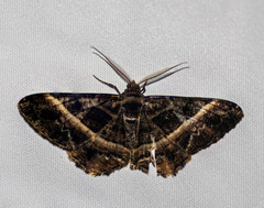 Harutalcis atrostipata